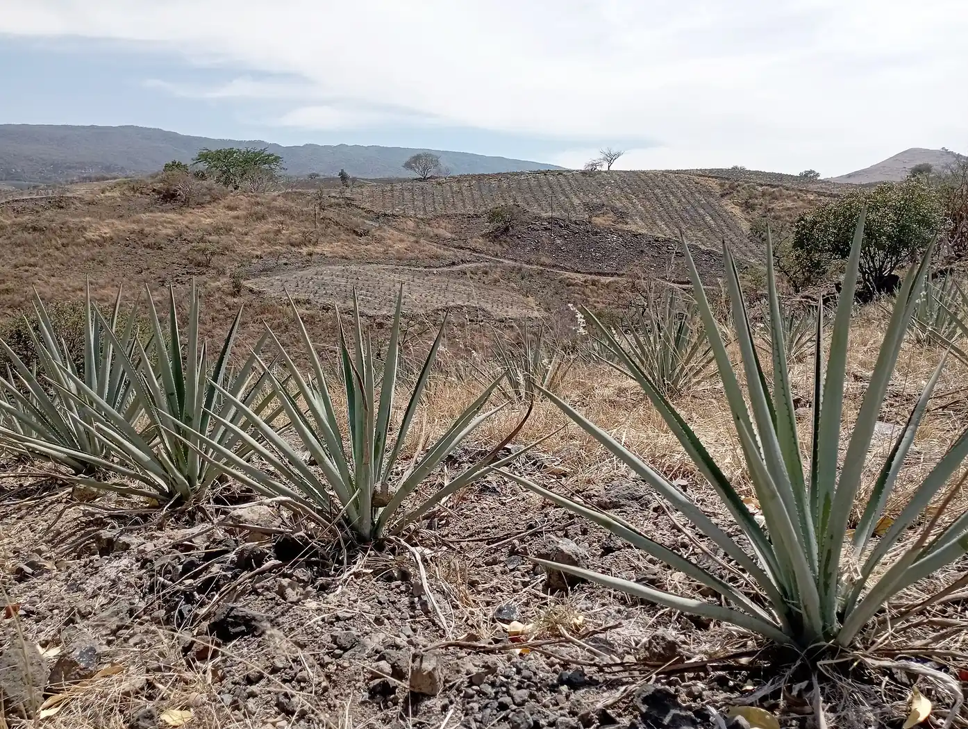 瓜达拉哈拉：Paisajes semiáridos con algunos cultivos de agave cerca del pueblo de Tequila, Jalisco, México.