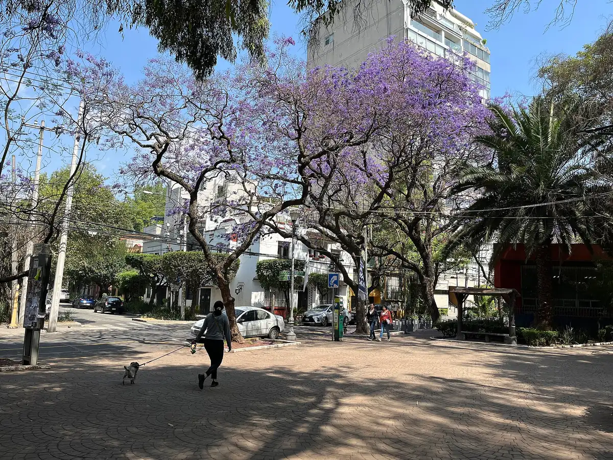 墨西哥城 Condesa 街区蓝花楹盛开的林荫街道