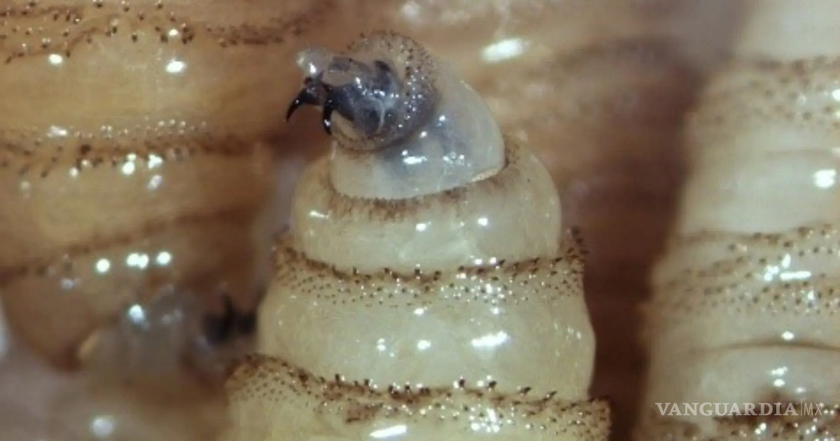 瓦哈卡州确认因蛴螬虫死亡病例；社区警惕致畜禽死亡的疫情