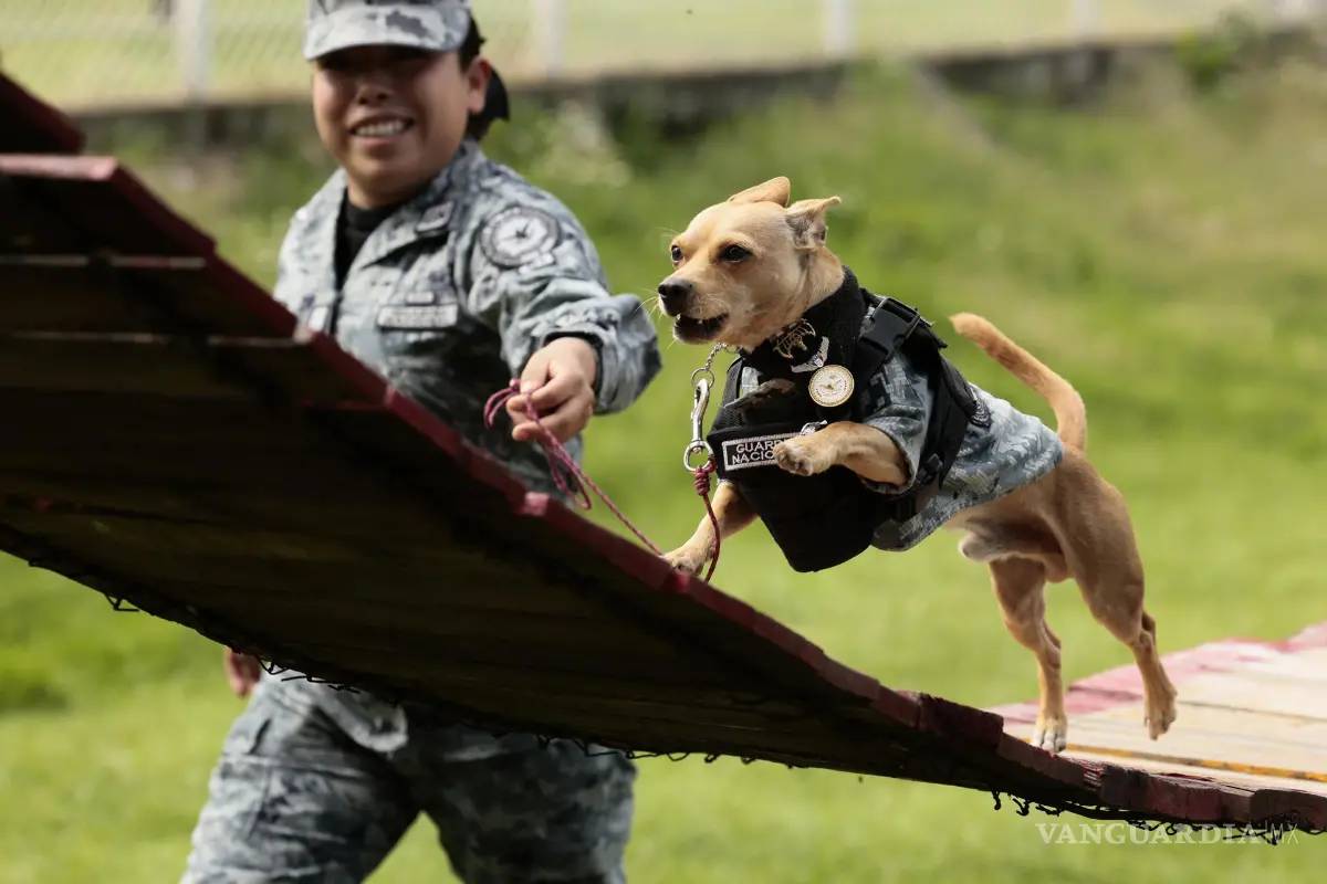 $!’Comando’, con apenas 20 centímetros de estatura, siete kilos de peso, uniforme táctico confeccionado a medida y un impacto masivo en redes sociales.