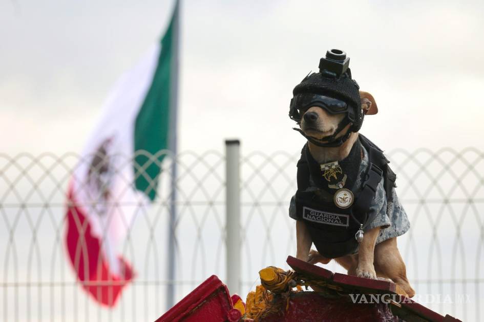 认识“奇瓦瓦突击队”:在墨西哥走红的20厘米高军犬