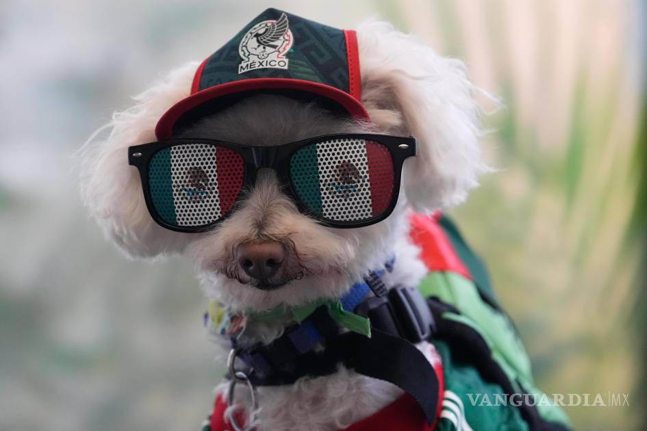了解奥西托,这只在墨西哥城街头赢得人心的救助犬