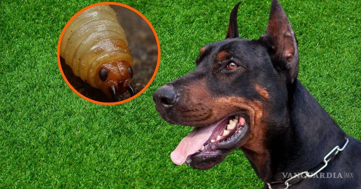 墨西哥城发现首例犬类蛆虫感染病例，塔帕尔帕加强监测