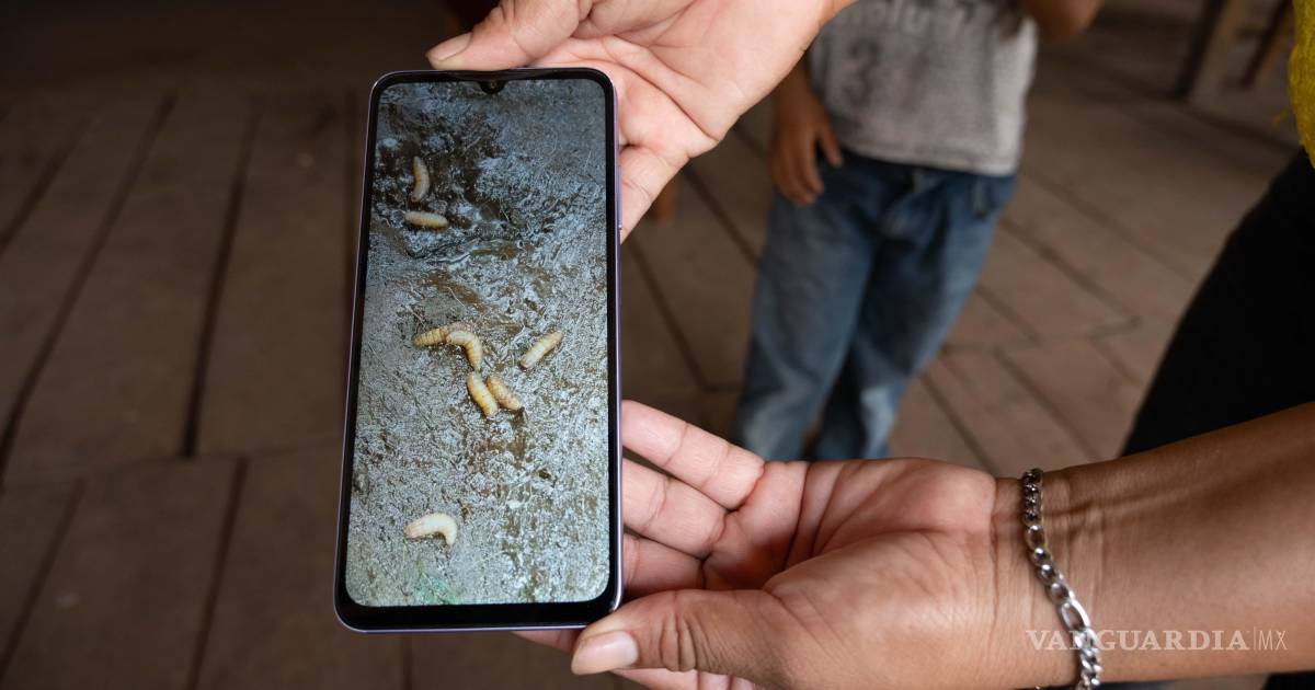 Detectan primer contagio humano de gusano barrenador en Nuevo León