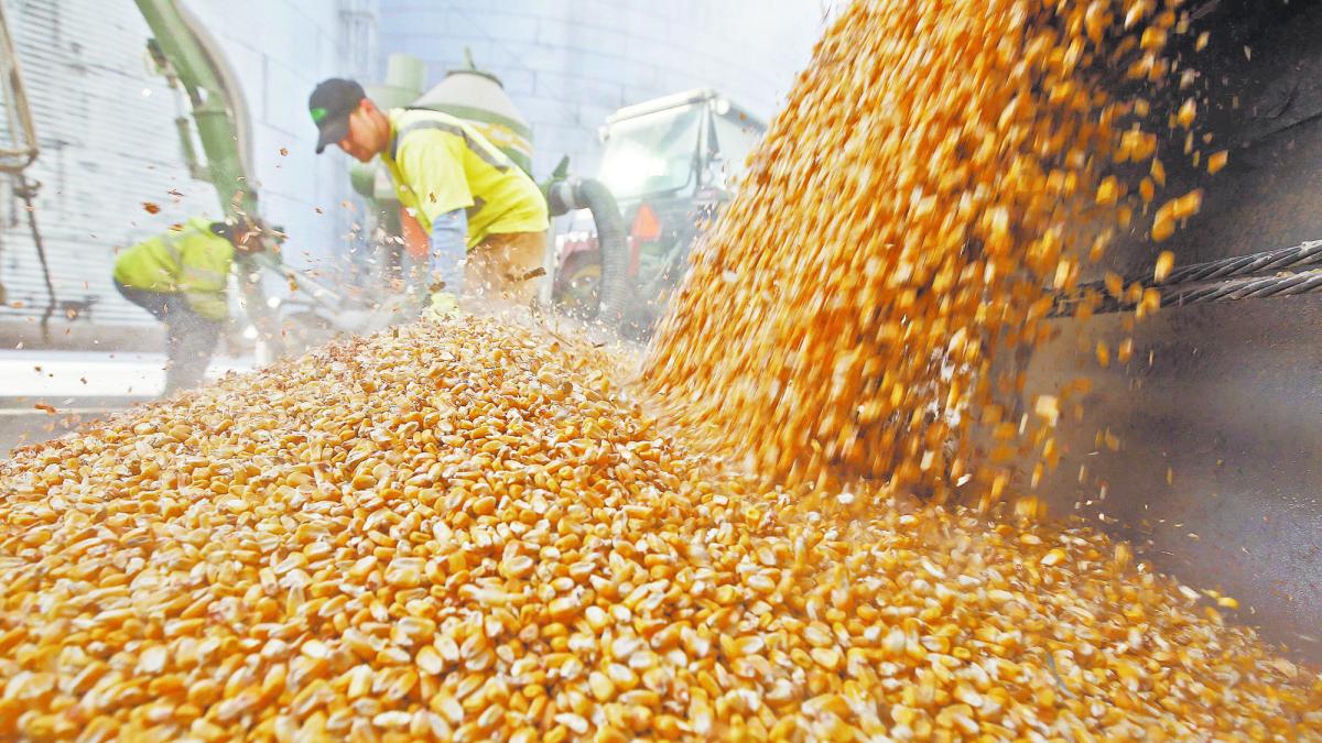 墨西哥谷物进口账单增长8.1% 截至9月接近120亿美元