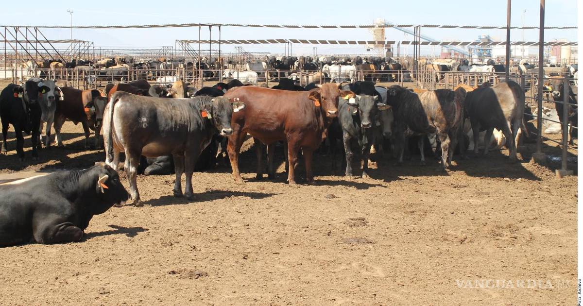 美国考虑部分恢复牛肉进口,哈利斯科州与米却肯州被排除在外