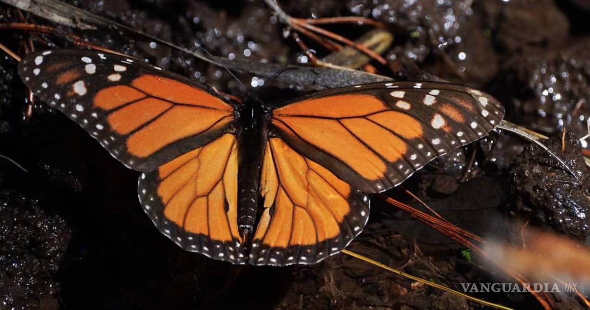 墨西哥帝王蝶数量增加64%，为濒危物种带来希望