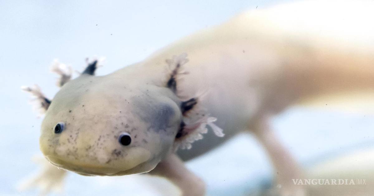 利用人类头发过滤器清洁水源以拯救墨西哥城的水怪