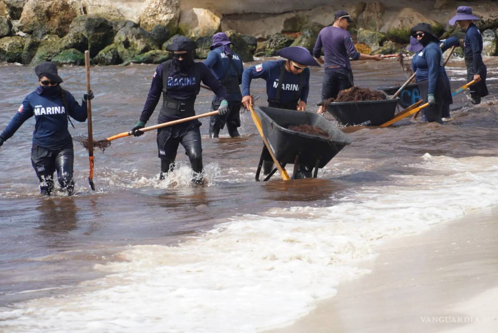 $!Una menor presencia de sargazo se observa en las playas de Playa del Carmen, gracias al trabajo permanente de los elementos de la Marina.