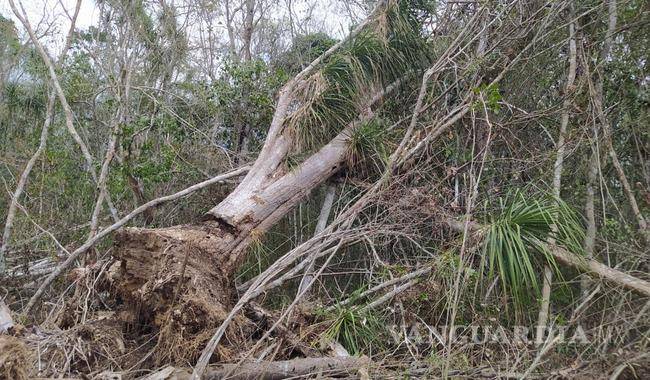 $!Profepa clausura zona de Calakmul por deforestación ilegal; detectan daño ambiental en 14.9 hectáreas