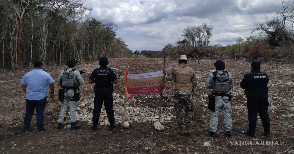 墨西哥因非法砍伐关闭卡拉克穆尔地区