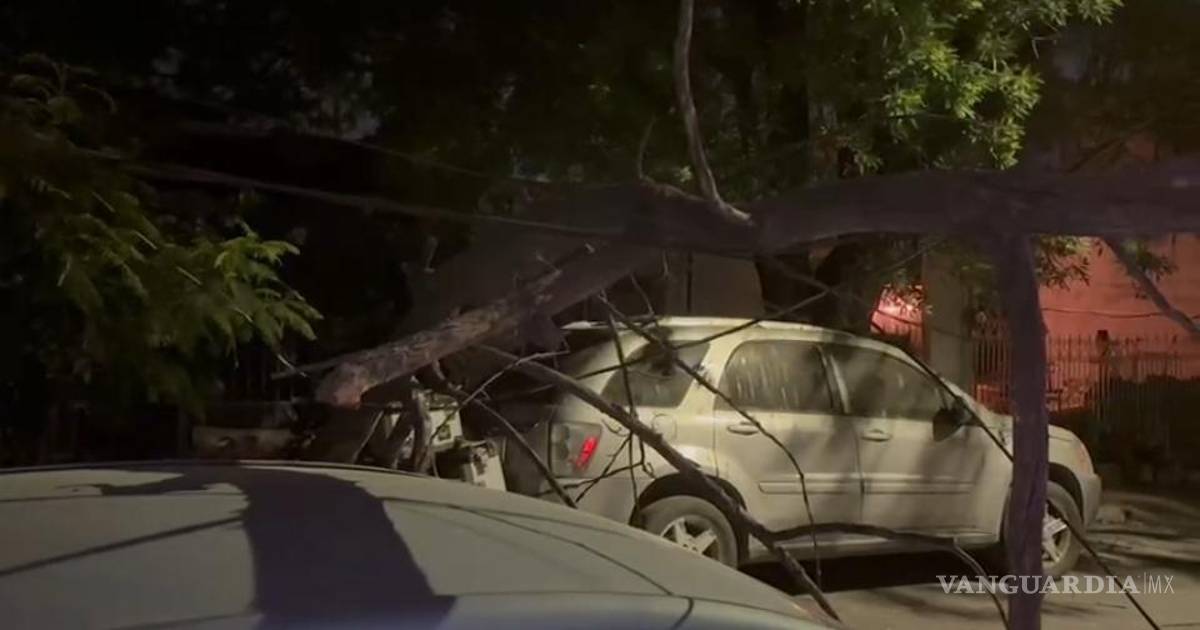 新莱昂州强风致损失、火灾和停电