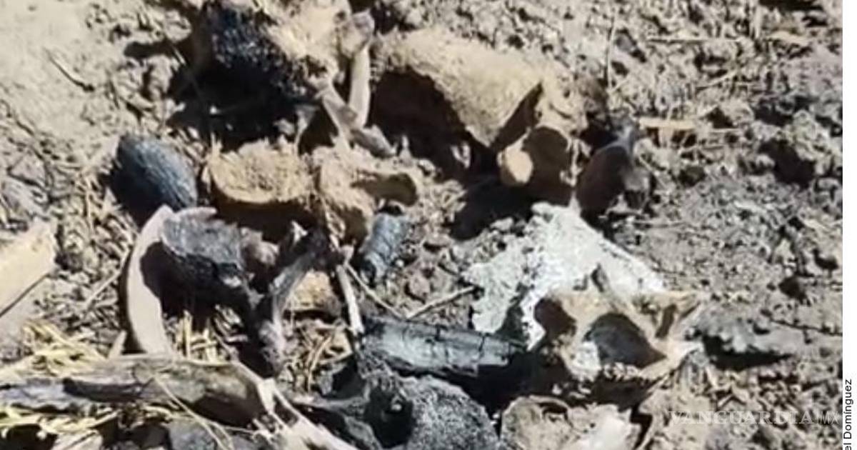 雷诺萨发现疑似‘灭绝场’