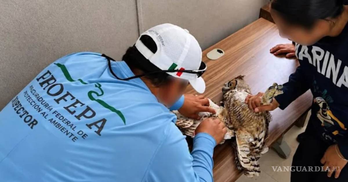 下加利福尼亚州救助右翅受伤角鸮