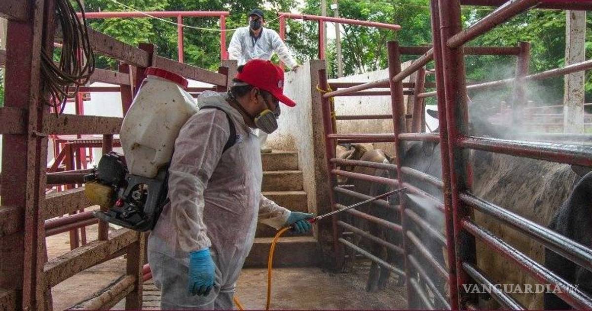 谢因鲍姆预计在两个月内完成对抗牛害虫的无害虫工厂建设