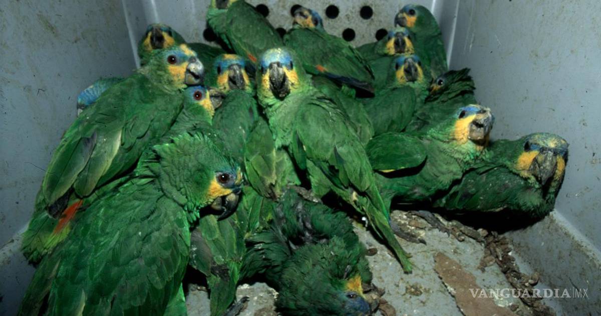 环境部门披露：墨西哥野生物种交易位列全球三大非法交易，仅次于武器和毒品
