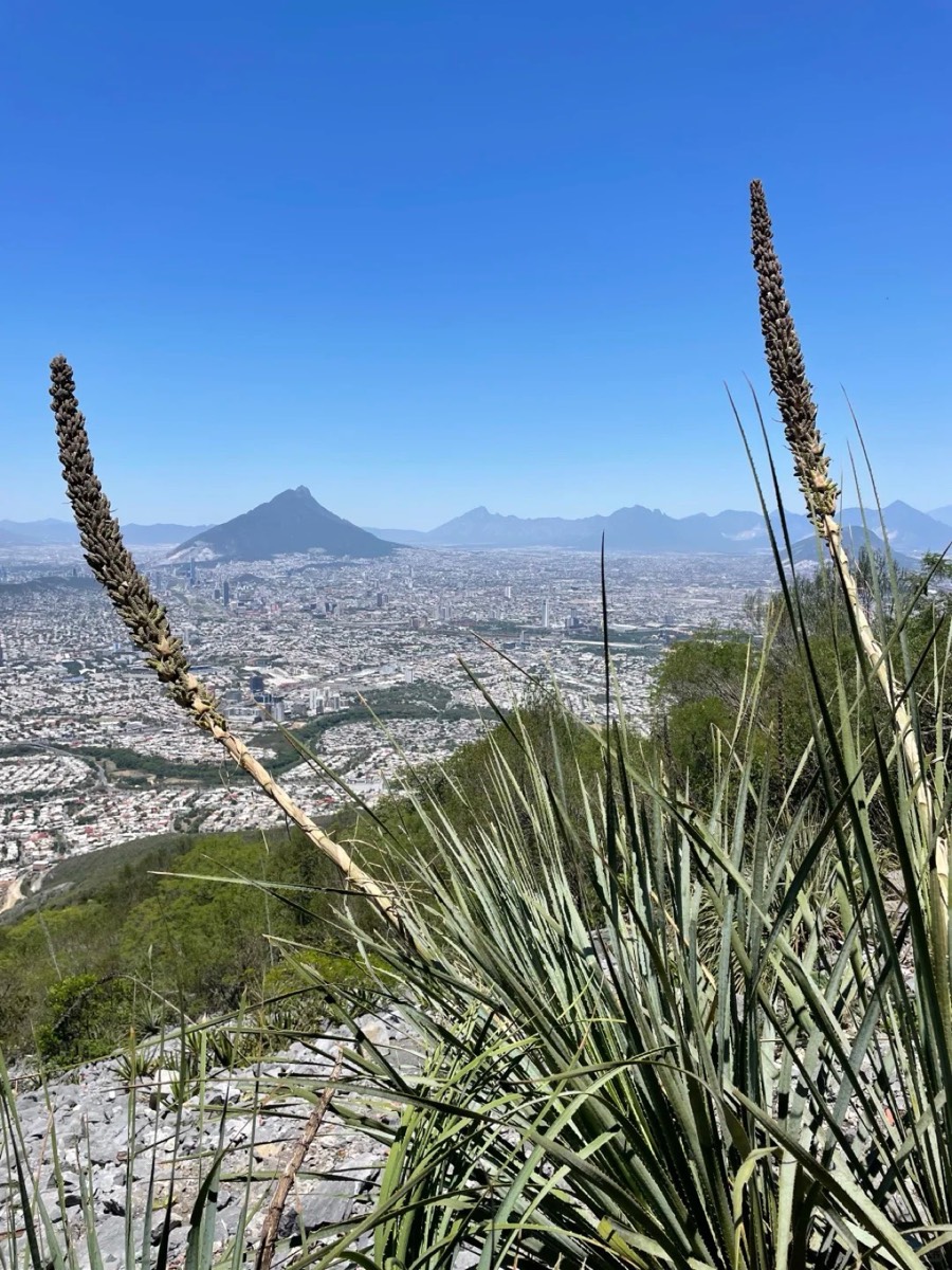 山坡植被与城市全景