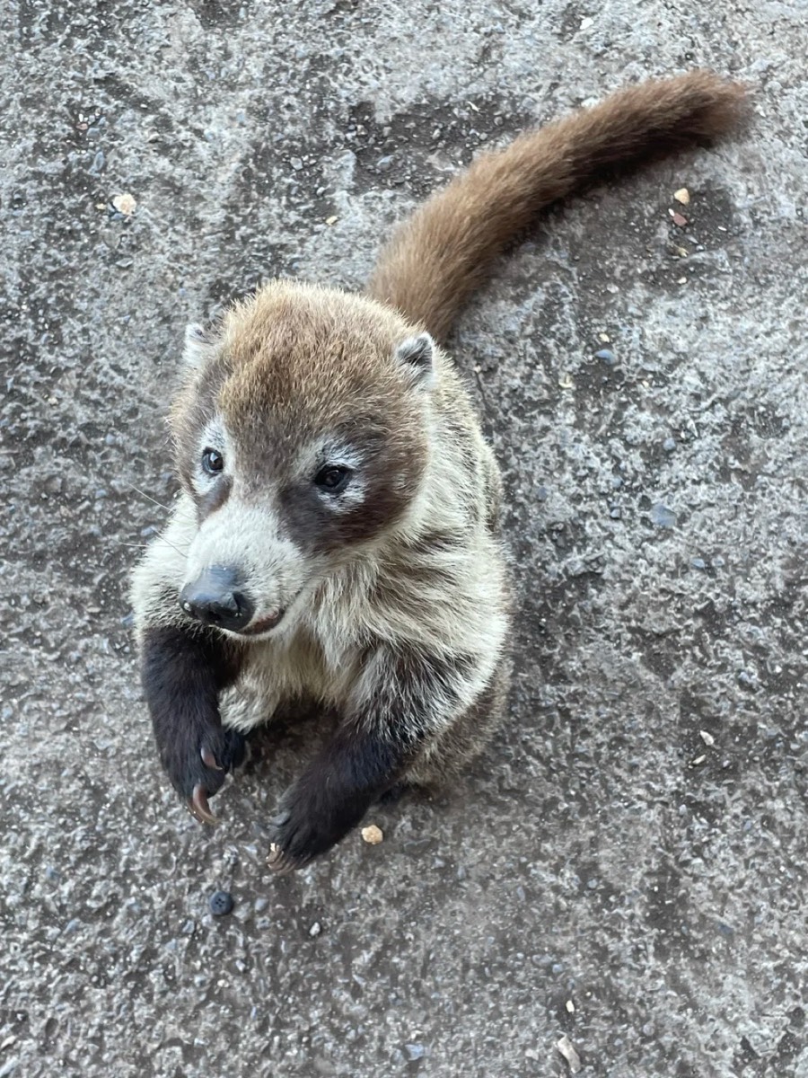 不怕人的美洲白鼻浣熊