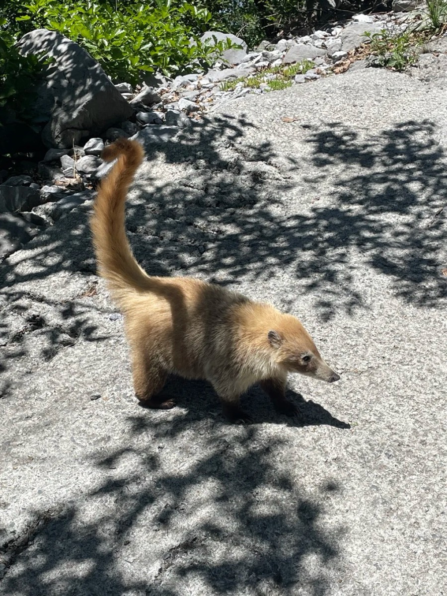 岩石路面上的美洲白鼻浣熊