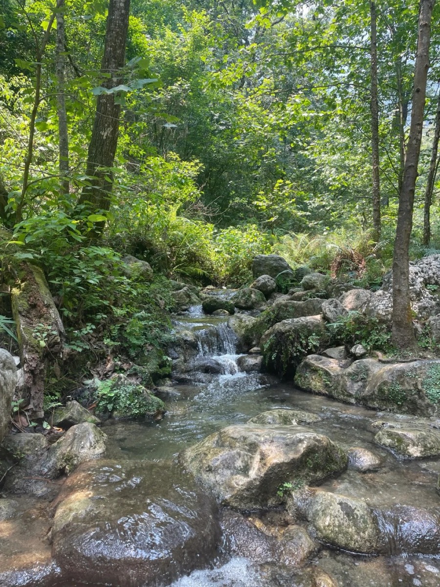 林间野趣与人群