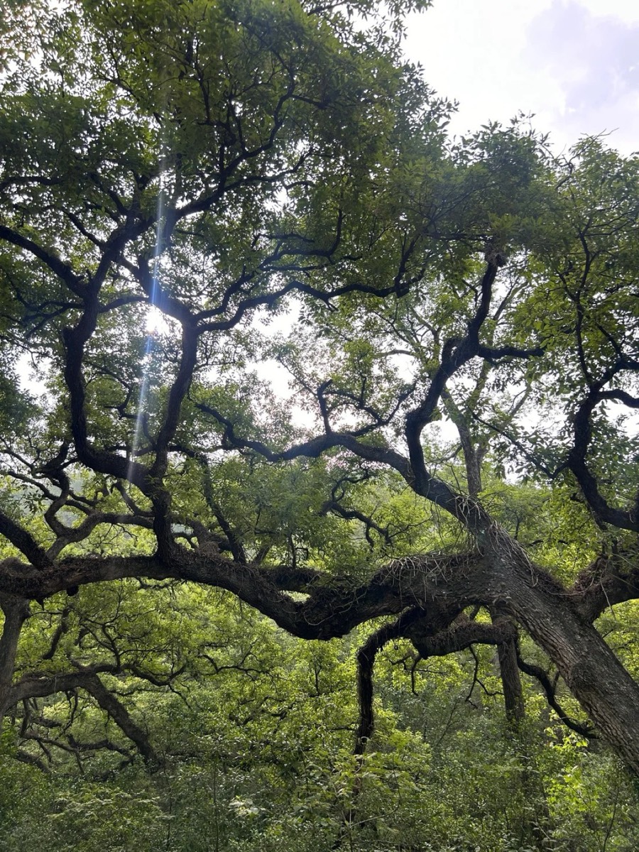 巨大的林中树冠