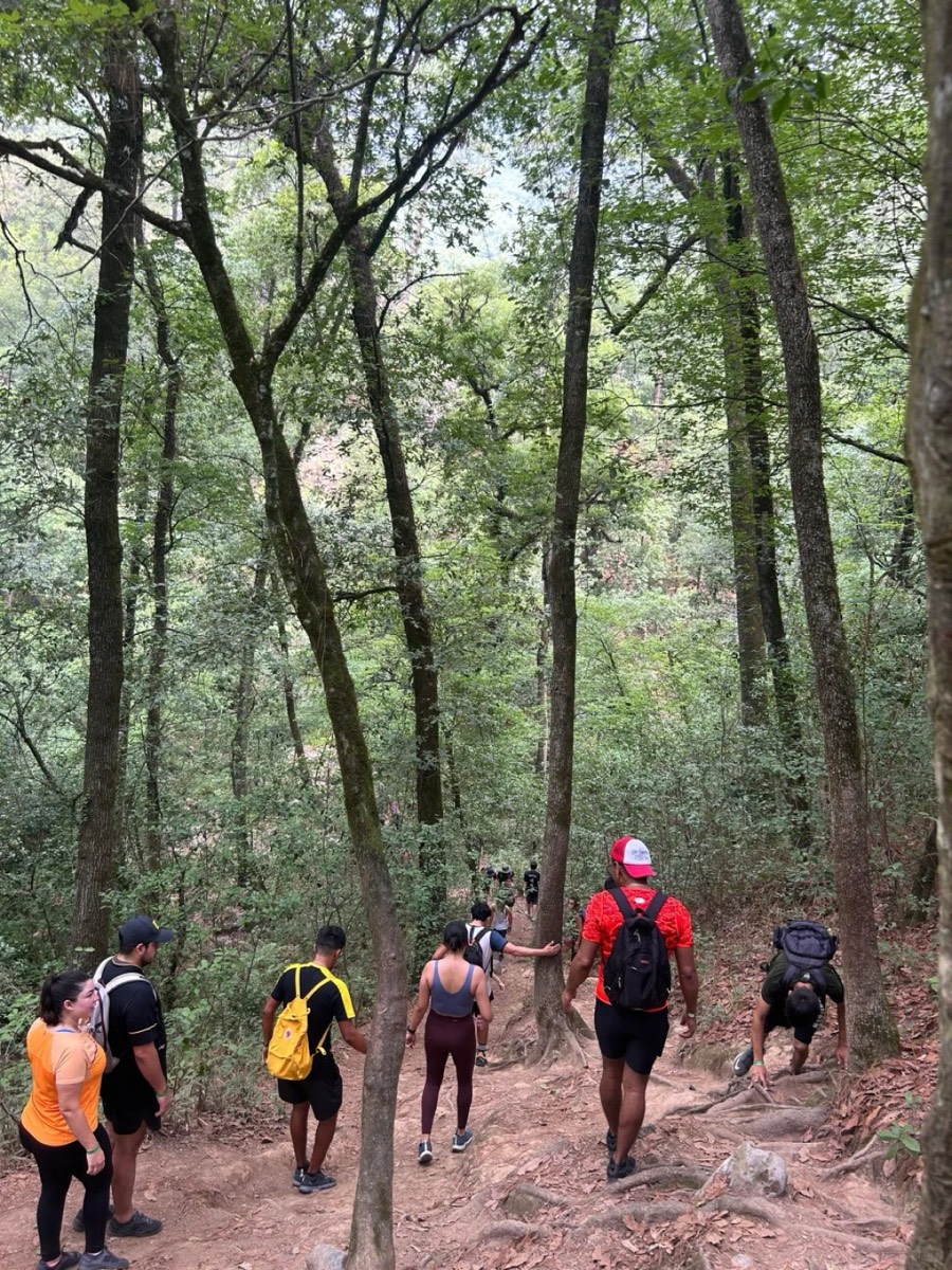 徒步人群在林间下行